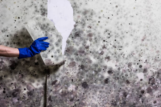 Best Professional Mold Removal  in Oceanport, NJ